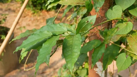 Tiliacora in nature. Stock Footage 106220726