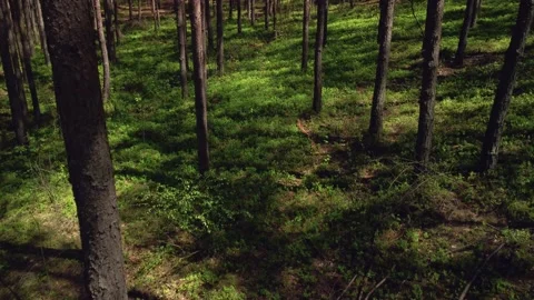 Tilit up - reveal, spring in pine forest fly, 4K Stock Footage 154889469