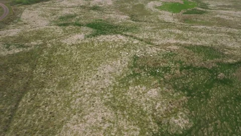 Tiliting Shot Of Sheep Moving In The Wild Stock Footage 192817144
