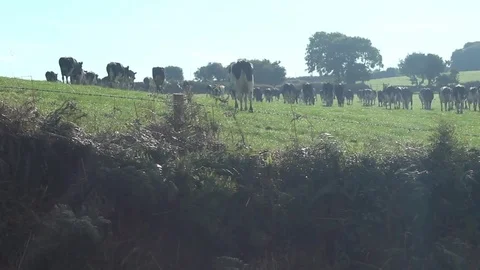 Till the cows come home Stock Footage 75343646