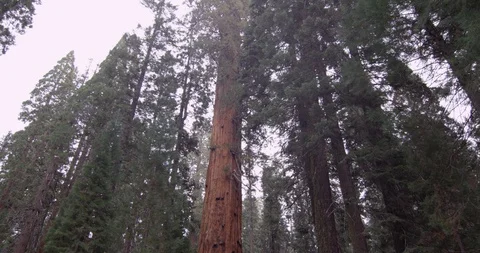 Till down shot of Sequoia trees, Sequoia National Park, Sequoia National Park, Video stock 103450104