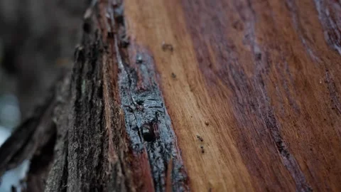 Till up Macro shot  Black ants Tapinoma sessile Puebla  climbing on a tree trunk Stock Footage 280621175