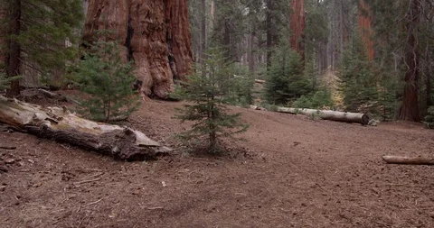 Till up shot of Sequoia trees, Sequoia National Park, California, Shot with the Video stock 103450139
