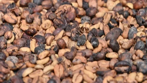 Tillage beans of coffee closeup textured Stock Footage 171832286