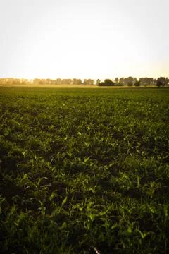 Tillage in the sun Foto stock