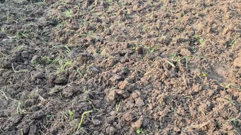 ​Tilled Soil Texture with Mixed Wild Weeds and Grass Clods 動画素材 337087856