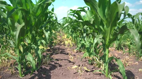 Tilled young corn field. A row of corn without weeds Stock Footage 244783797