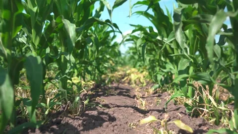 Tilled young corn field. A row of corn without weeds Stock Footage 245092304