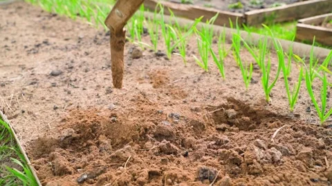 Tilling garden bed soil with a hand hoe in slow motion. Loosening earth in a Vídeo Stock 342913199