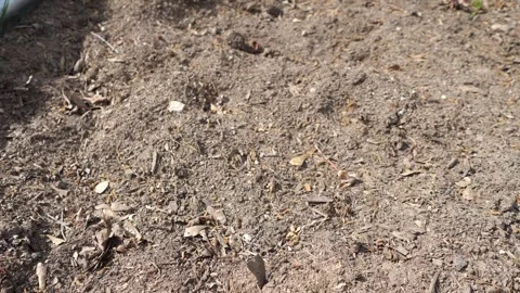 Tilling Garden Soil in Backyard Preparing Ground for Spring Planting Stock Footage 332721612