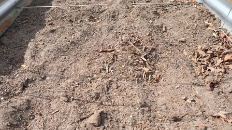 Tilling Garden Soil in Backyard Preparing Ground for Spring Planting Stock Footage 332721647