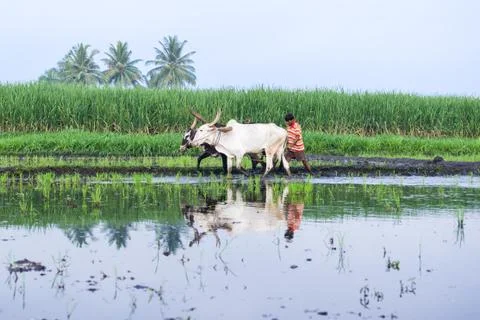 Tilling with Oxen Stock Photos