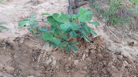 Tilling soil around peanut plants with a hoe Stock-Footage 337082687