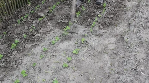 Tilling the soil of the ground with a hoe. Stock Footage 276225718