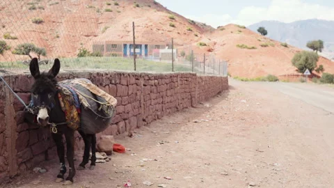 Tilouguite region view with donkey Stock Footage 240405763