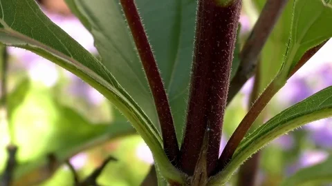Tilt and Close up: Red stem of a Topinambur (helianthus tuberosus) plant Stock Footage 81177387