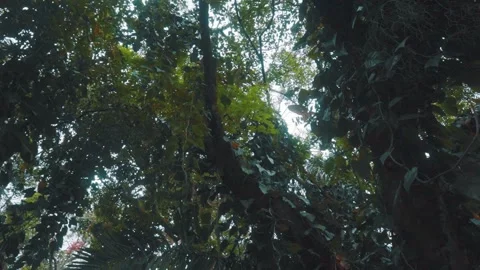Tilt and dolly in through the forest Stock Footage 151041610