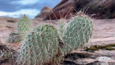 Tilt up and down of a cactus 库存影片 254807219