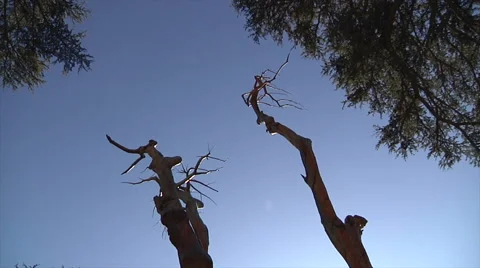 Tilt up and down trees Stock Footage 58209653