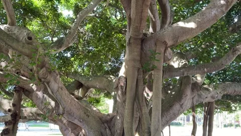 Tilt-Up and Pan of Ancient Fig Tree Roots and Canopy Stock Footage 339167003