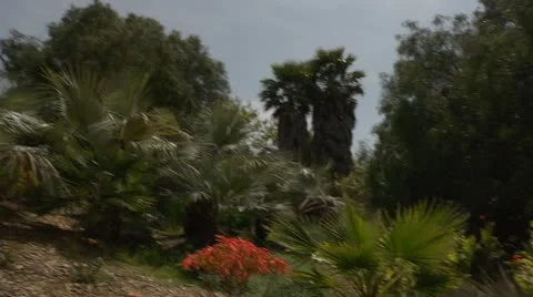 Tilt and pan down to red flowers in garden (Aloe maculata) Stock Footage 10900085
