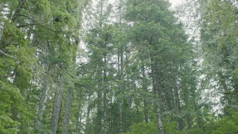 Tilt up and tilt down in old growth trees near Mt Hood Oregon Stock Footage 232080103