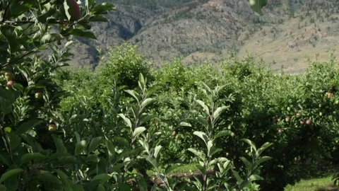 Tilt up apple tree Stock Footage 99994210