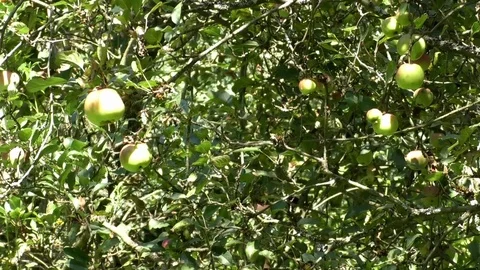 Tilt: Apple trees with green and red apples growing in a garden Stock Footage 79496589