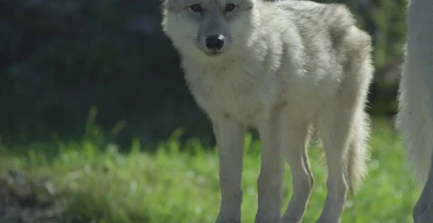 Tilt up arctic wolf close up Stock Footage 146149747