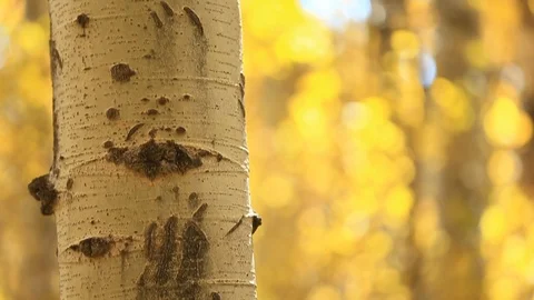 Tilt Up Aspen Tree with Bear Claw Marks on Trunk Shallow Depth of Field Fall Stock Footage 97024715