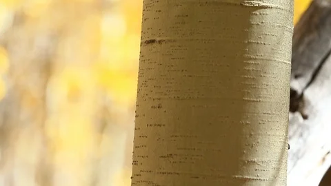 Tilt Up Aspen Tree with Fall Bokeh Background Stock Footage 97028075