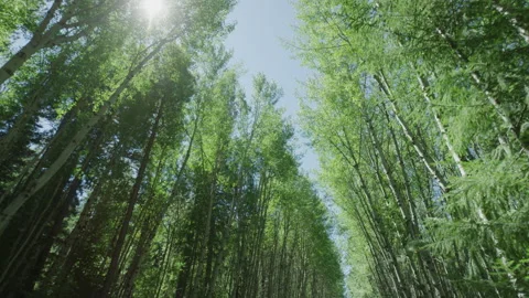 Tilt up on aspen trees lining paved road in Gifford Pinchot national forest Stock Footage 247838780
