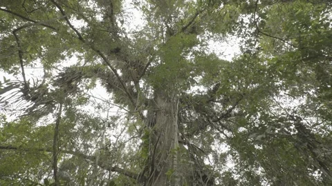 Tilt of Atlantic Rainforest Canopy and Tall Trees in Paraty Stock Footage 320633644