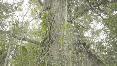 Tilt of Atlantic Rainforest Canopy and Tall Trees in Paraty Stock Footage 320633667