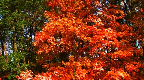 Tilt up Autumn Tree Stock Footage 904685