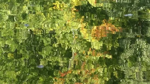 Tilt: Autumnal tree branch, reflection on the surface of a pond, Kaiserslautern Stock Footage 80238870