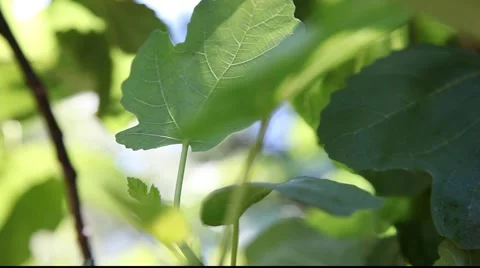 Tilt backlit leaves to fruit Stock Footage 879586