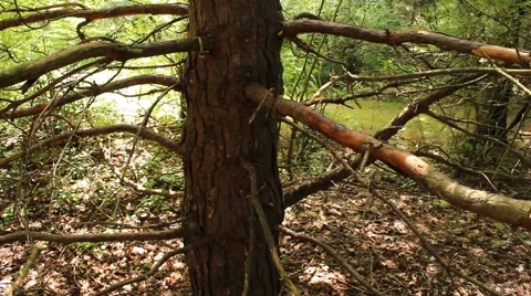 Tilt backward, pine tree Stock Footage 40634350