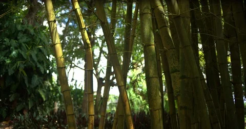 Tilt Up Bamboo Trees Medium Shot, 4K60p Stock Footage 101057108