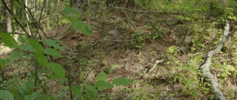 Tilt Up From Base of Loblolly Pine Tree to the Top in Southern Forrest Video stock 133015275