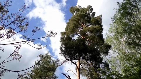 Tilt: Beautiful garden, pine tree, garden table and chairs, swing set, slide Video stock 76797642