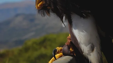 TILT UP ON A BEAUTIFUL HARRIS HAWK Stock Footage 132687779