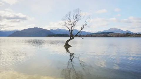 Tilt up to beautiful lone willow tree growing in lake water in New Zealand Stock Footage 289416623
