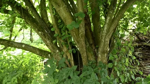 Tilt: Beech trees growing very close to each other, tree trunks, summer Stock Footage 111145444