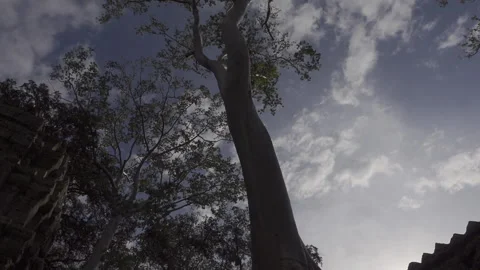 Tilt up big tree ta prohm temple day blue sky Vidéo 227851791