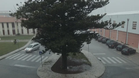 Tilt up of big urban tree under heavy rain Stock Footage