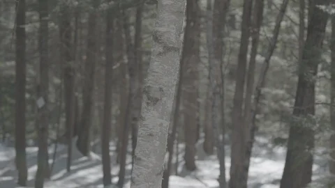 Tilt up birch tree in winter Stock Footage 114178849