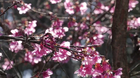 Tilt up of blooming cherry tree with sunlight Stock Footage 234268667