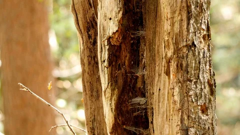 Tilt: broken tree with split and hollow trunk in a forest in spring, cobwebs Stock-Footage 128769650