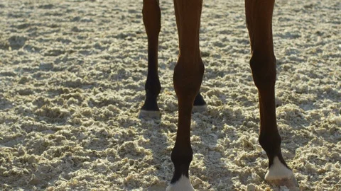 Tilt up of a brown stallion Stock Footage 86835151